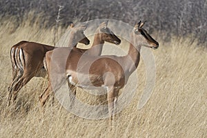 Black-faced Impala in Etosha National Park, Namibia