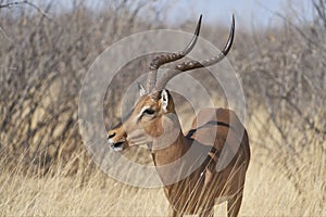 Black-faced Impala in Etosha National Park, Namibia