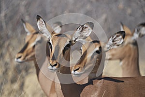 Black-faced Impala in Etosha National Park, Namibia