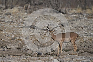 Black-faced Impala in Etosha National Park, Namibia