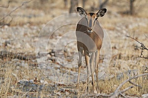 Black-faced Impala in Etosha National Park, Namibia