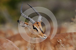 Black faced impala, etosha nationalpark, namibia, aepyceros melampus petersi