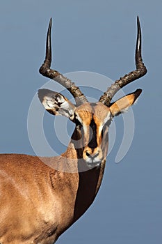 Black-faced impala in front of blue waterhole photo