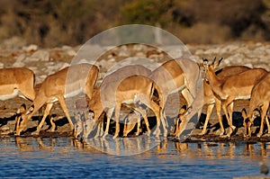 Black faced impala herd drinking, etosha nationalpark, namibia