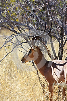 Black Faced Impala - lateral view