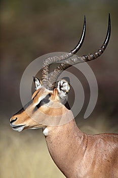 Black-faced impala male close-up, Etosha, Namibia