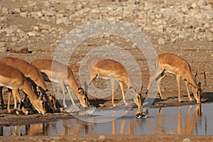 Black-faced Impalas