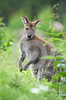 Black-faced kangaroo photo