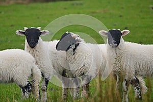 Black Faced Lambs, Keswick