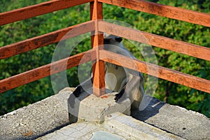 Black faced langur monkey hiding behind red railings at a tourist location