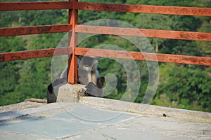 Black faced langur monkey hiding behind red railings at a tourist location