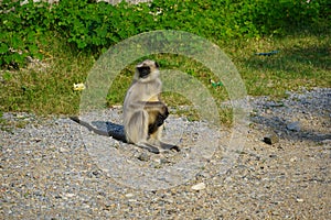 Black faced langur monkey sitting on roadside. Monkey is sitting and watching