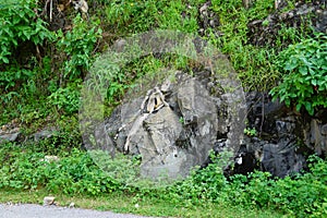 Black faced langur monkey sitting on roadside rocky wall. Monkey is sitting and watching