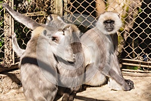 Black Faced Langur Monkeys in the cage in Padmaja Naidu Himalayan Zoological Park at Darjeeling, India