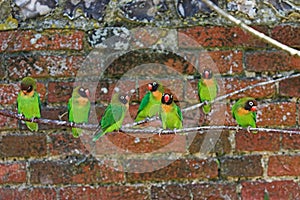 Black faced lovebirds (Agapornis nigrigenis) photo