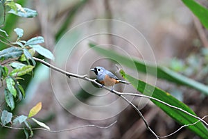 The black-faced monarch (Monarcha melanopsis) in Australia