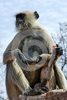 Black faced monkey