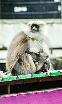 Black Faced Monkey