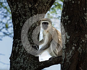 Black faced monkey on a branch