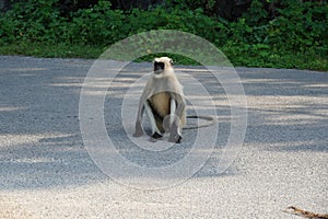 Black faced monkey sitting on gray road background. Monkey is sitting in the middle of the road and watching