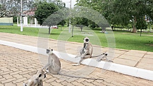 Black-faced monkeys or Langur monkeys in Anuradhapura ancient city, Sri Lanka