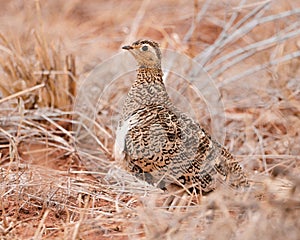 Black-Faced Sandgrouse perched in some long dead grass
