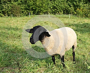 Black-faced sheep
