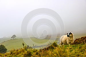 Black faced sheep grazing in meadow in peak district