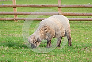 Black faced sheep in a green grass field