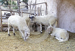 Black faced sheep in the sheep pen in 1st century Nazareth Village Museum in Israel