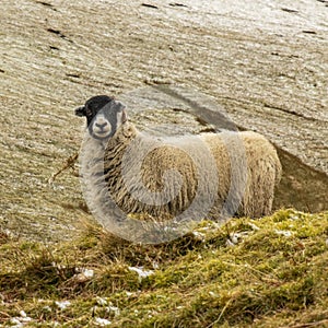 Black-faced Sheep in the UK