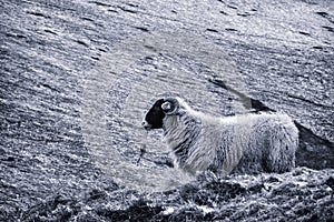 Black-faced Sheep in the UK