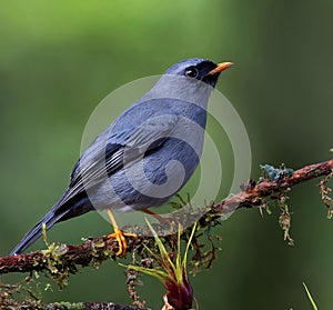 The black-faced solitaire (Myadestes melanops) is a bird in the thrush family endemic to highlands in Costa Rica