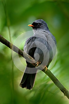 Black-faced Solitaire, Myadestes melanops, sitting on the green moss branch. Tropic bird in the nature habitat. Wildlife in Costa