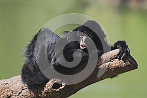 Black-faced Spider Monkey