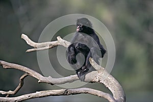 Black-faced spider monkey, Ateles chamek