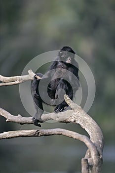 Black-faced spider monkey, Ateles chamek