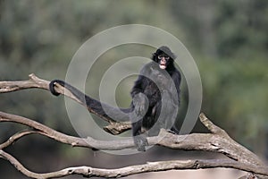 Black-faced spider monkey, Ateles chamek