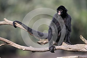 Black-faced spider monkey, Ateles chamek