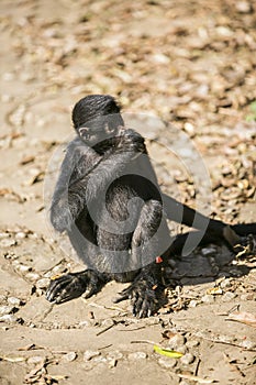 Black faced spider monkey in Yungas, Coroico, Bolivia