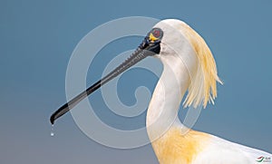 Black-faced spoonbill