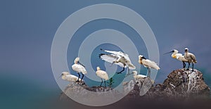 Black-faced Spoonbill