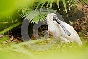 Black-faced Spoonbill Bird