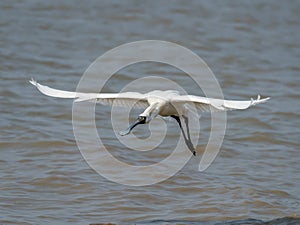 Black-faced Spoonbill