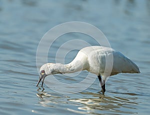 Black-faced Spoonbill
