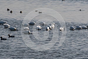 Black-faced Spoonbill enjoys food in Taiwan