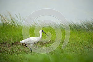 Black-faced Spoonbill in Hong Kong Formal Name: Platalea minor