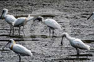 Black-faced Spoonbill, long peck can trim its feathers!