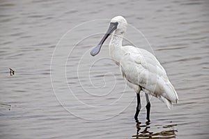 Black-faced Spoonbill Platalea minor  standing in water