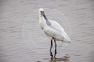 Black-faced Spoonbill Platalea minor  standing in water